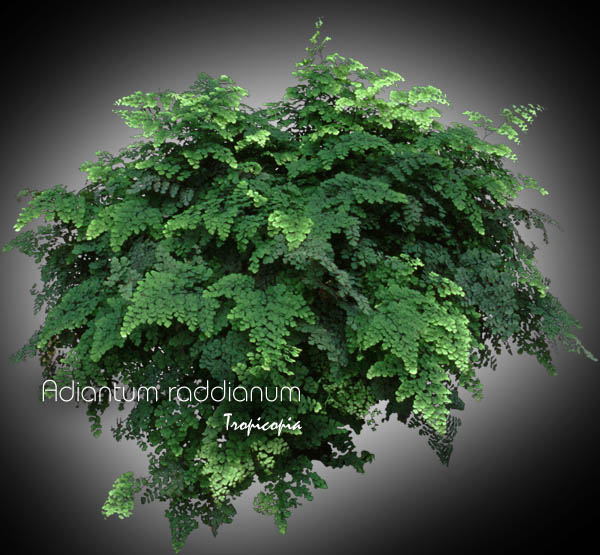 Fern - Adiantum raddianum - Maindenhair, Delta maidenhair